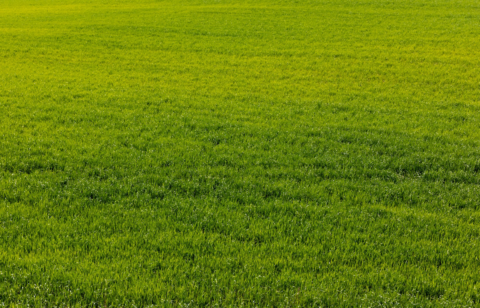 Fresh and green lawn during summer in Metro Detroit