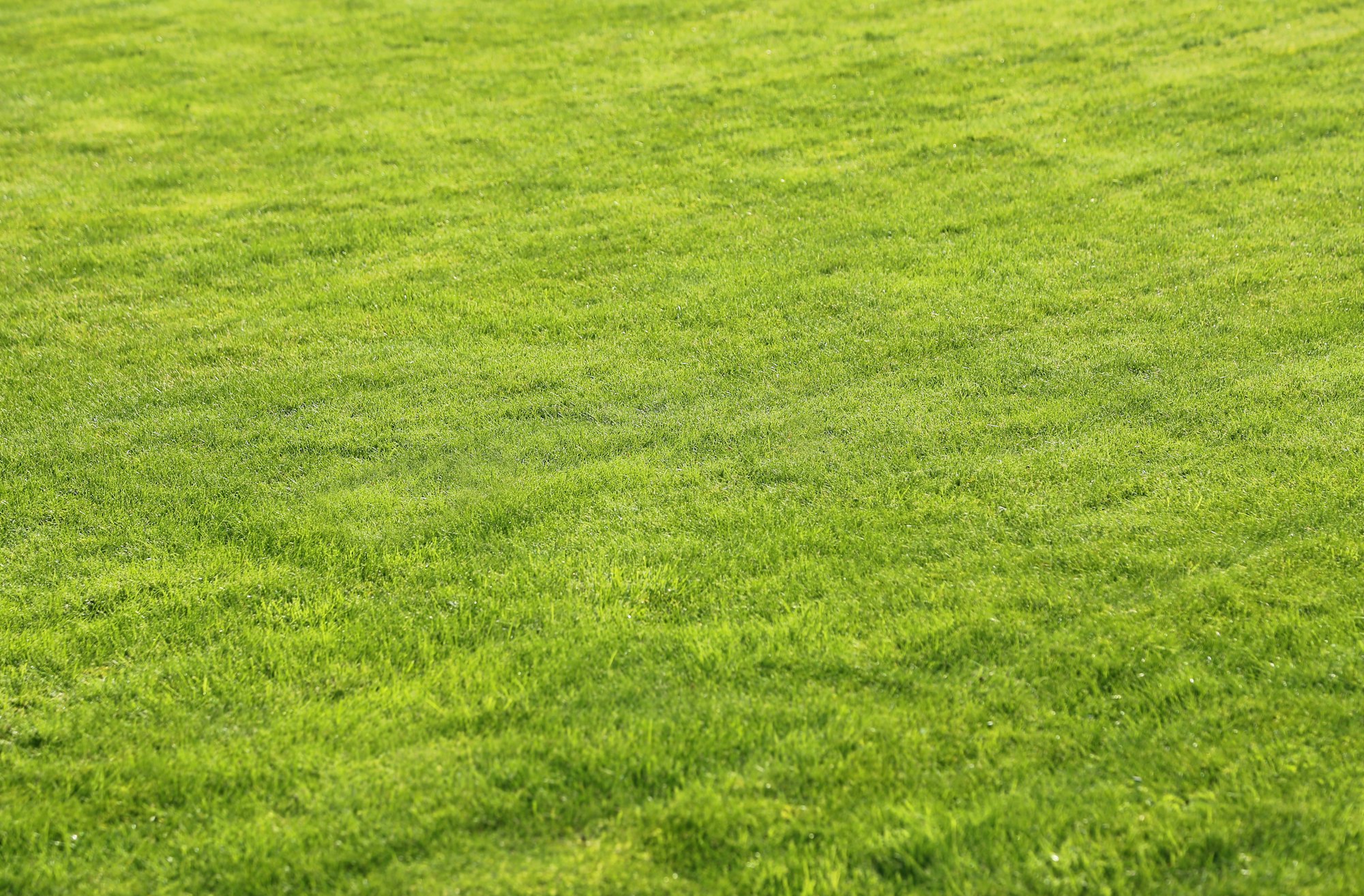Lush green lawn with perfect grass coverage