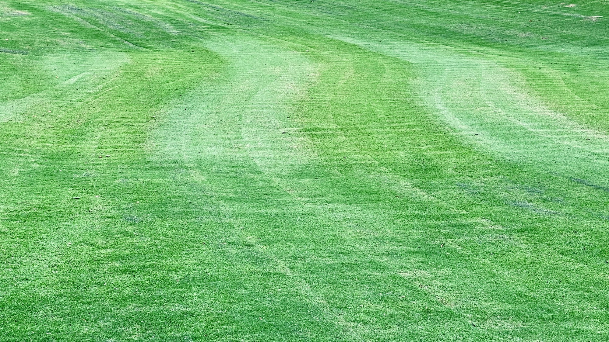 Freshly mowed residential lawn in Wayne, Michigan