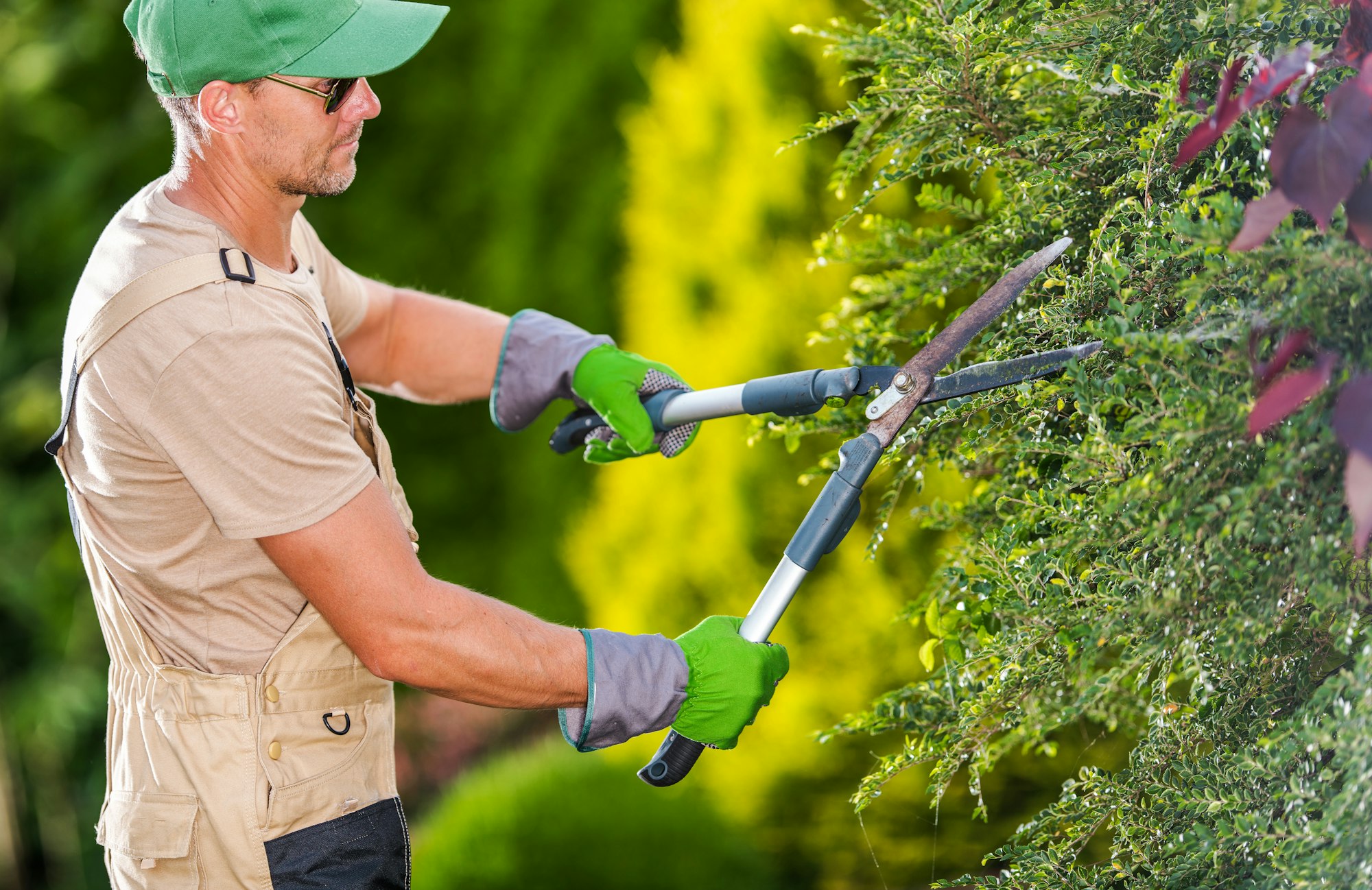 Professional pruning and tree care service