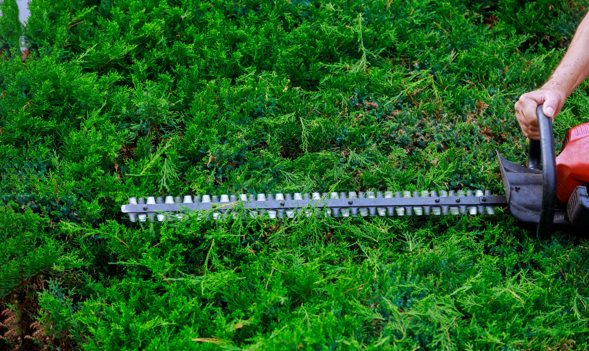 Professional gardener using a trimmer for edge work