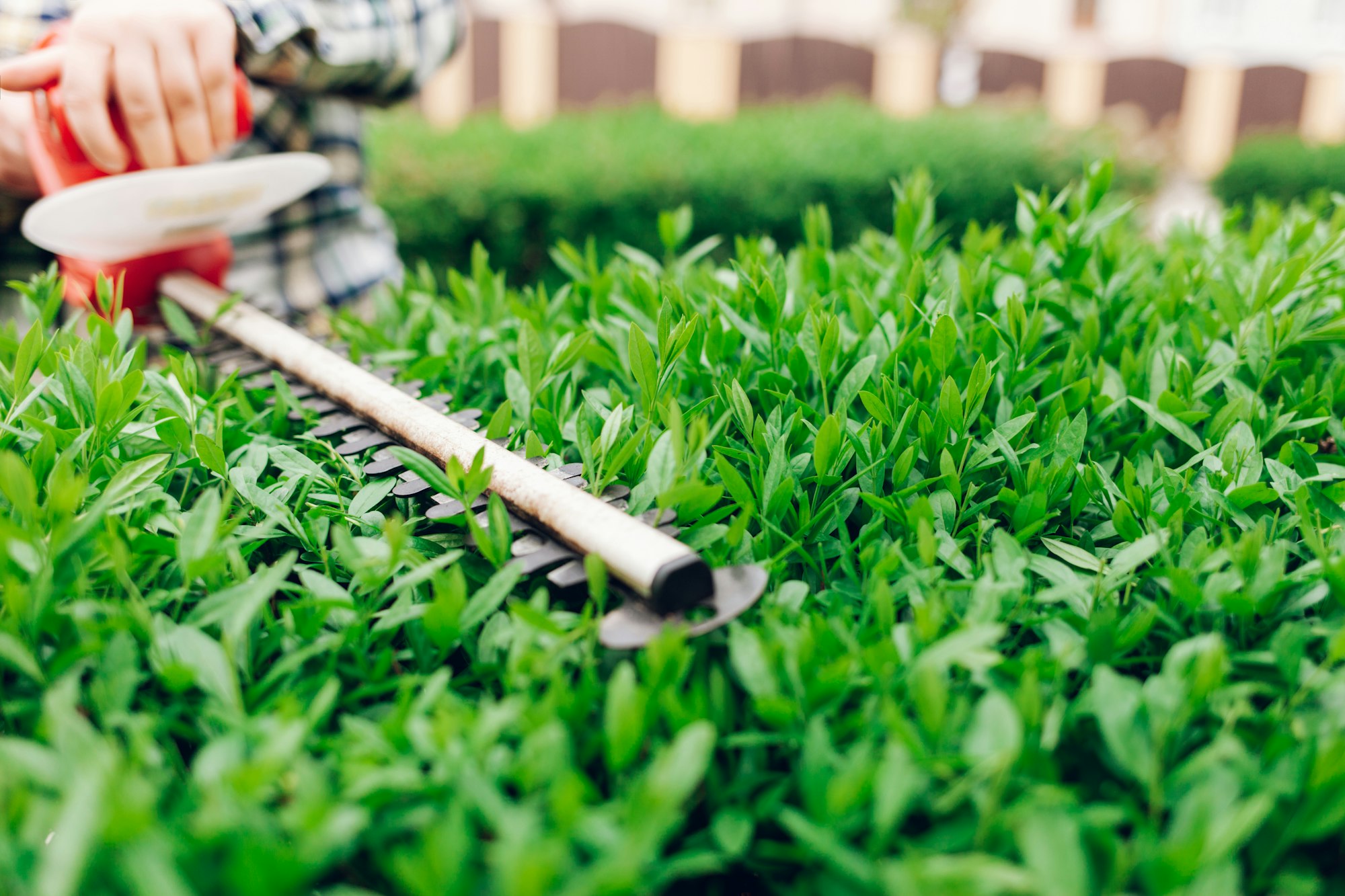 Shrub trimming and hedge care